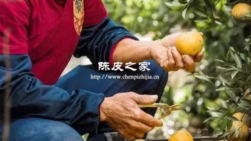 制作陈皮的柑是哪种橘
