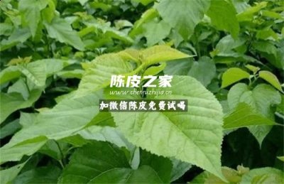 桑叶陈皮泡水喝有什么功效