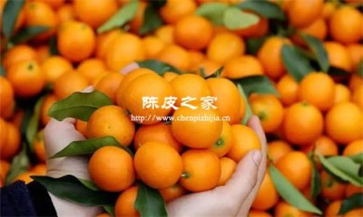 金桔和陈皮哪个止咳化痰更好