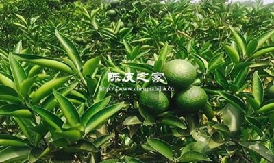 陈皮柑的种植技术与管理方法