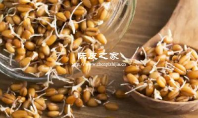 陈皮山楂麦芽三者一起煮水喝具有什么功效