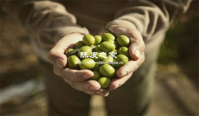 橄榄金桔陈皮哪个止咳效果好