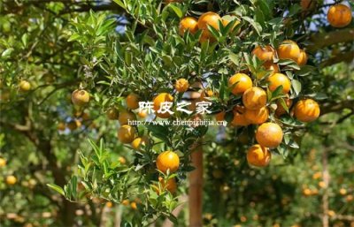 陈皮越贵它的功效越好吗?