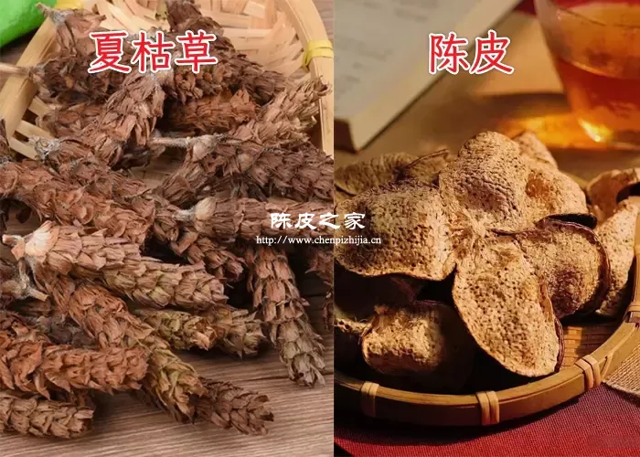 夏枯草陈皮一起煮可以治疗什么?夏枯草陈皮的功效