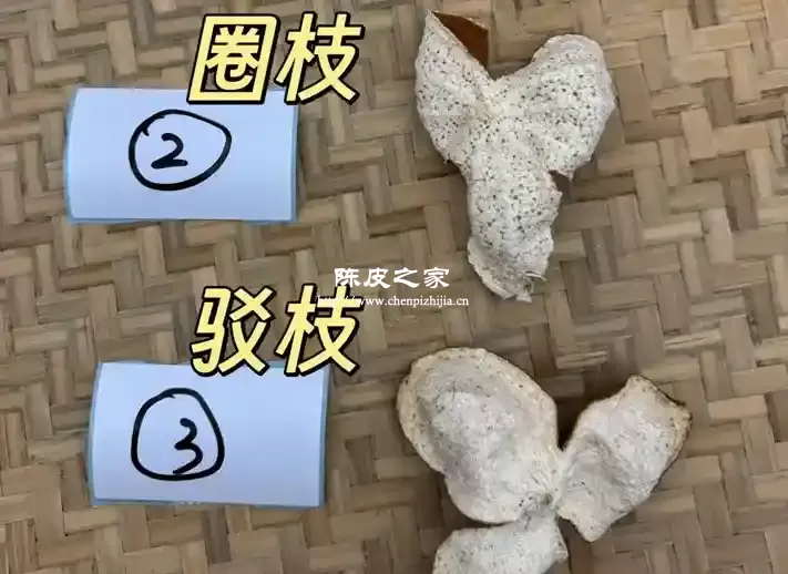 新会陈皮茶枝柑和圈枝柑怎么区分?错大普了!